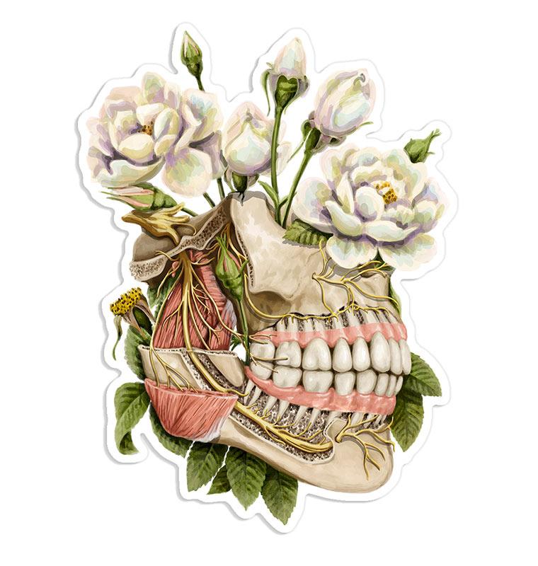 Jaw anatomy sticker - Codex Anatomicus