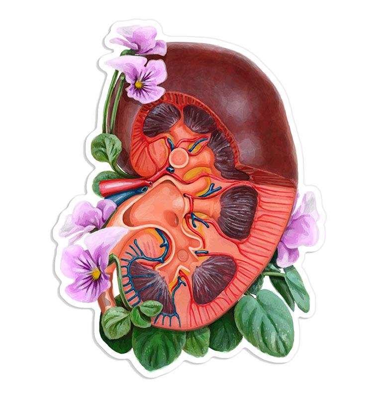 Kidney sticker