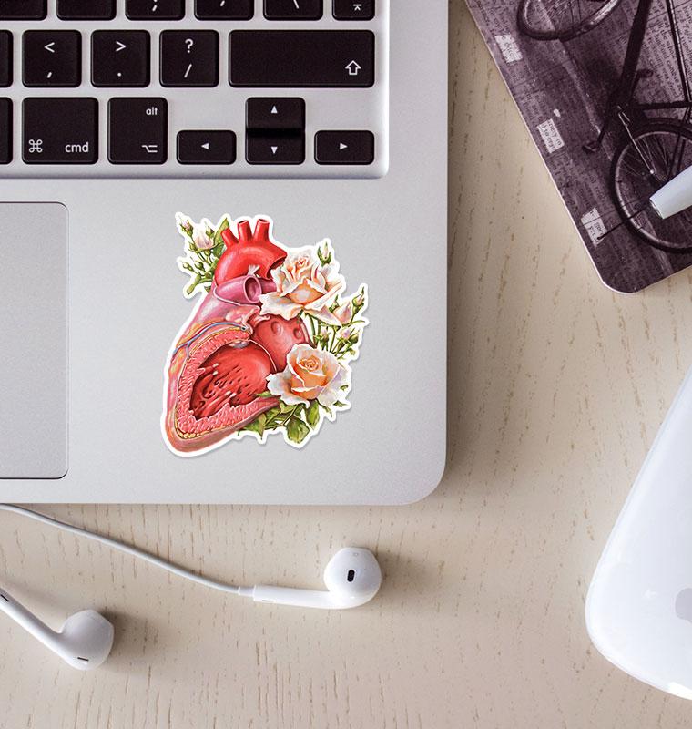 Heart anatomy sticker