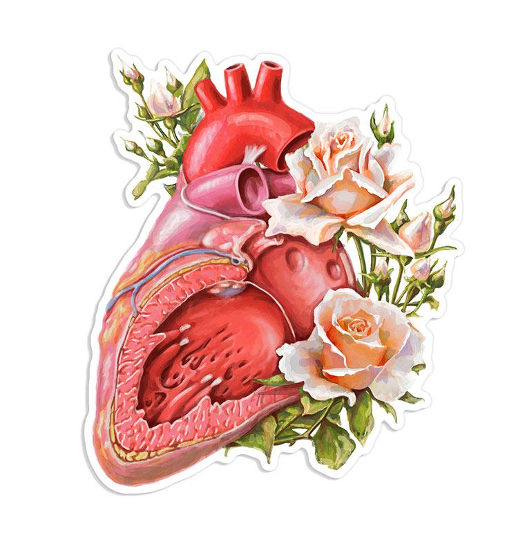 Anatomical heart sticker