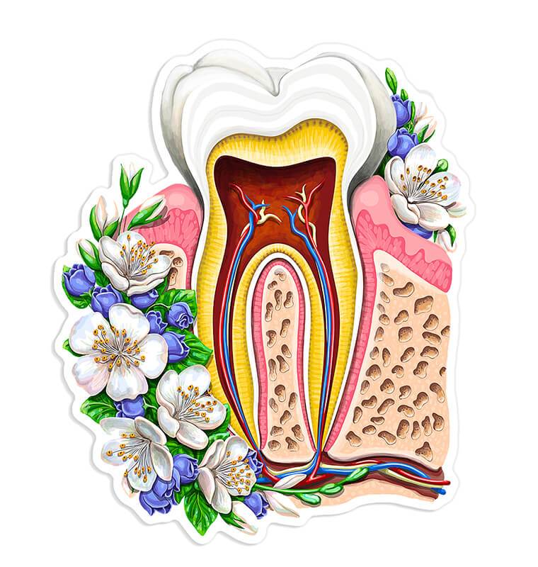 Tooth anatomy sticker - Codex Anatomicus