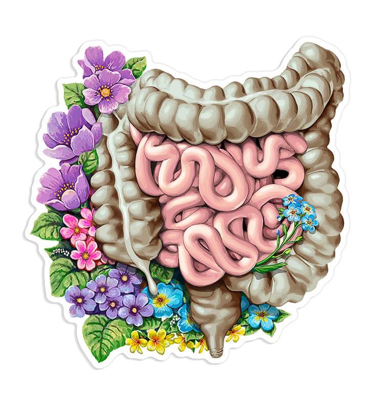 Intestines anatomy