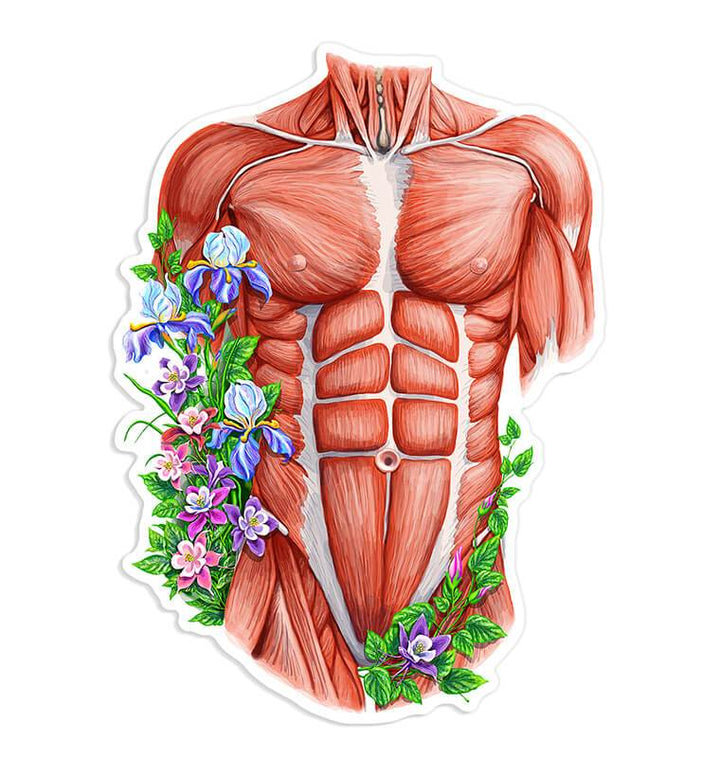 Male torso muscles anatomy