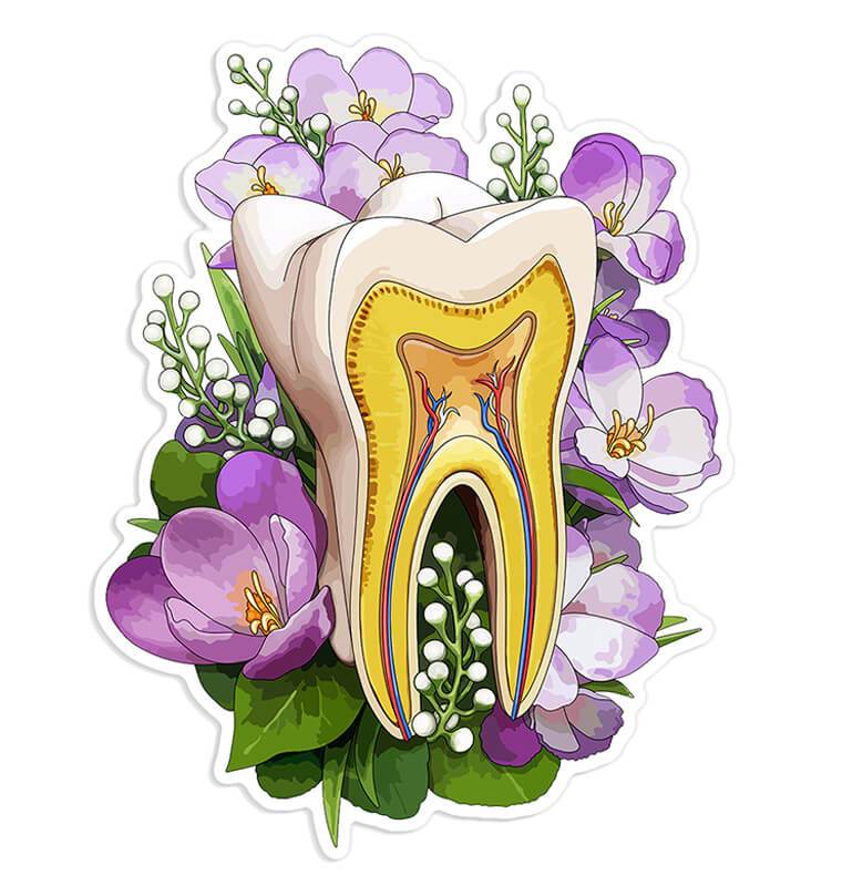 Natural Tooth Sticker Tooth anatomy sticker - Codex Anatomicus