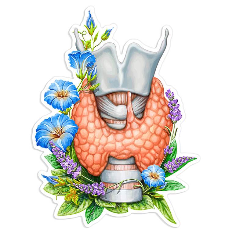 Thyroid anatomy sticker - Codex Anatomicus