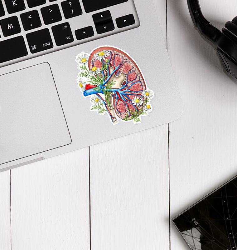 Kidney anatomy sticker - Codex Anatomicus