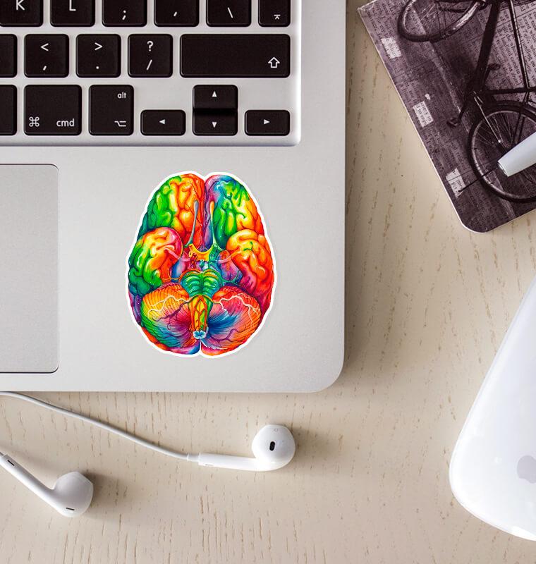 Brain Drawing Sticker Brain anatomy sticker - Codex Anatomicus