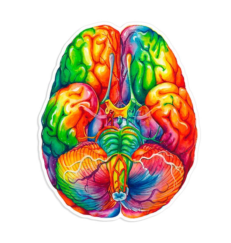Brain Drawing Sticker Brain anatomy sticker - Codex Anatomicus