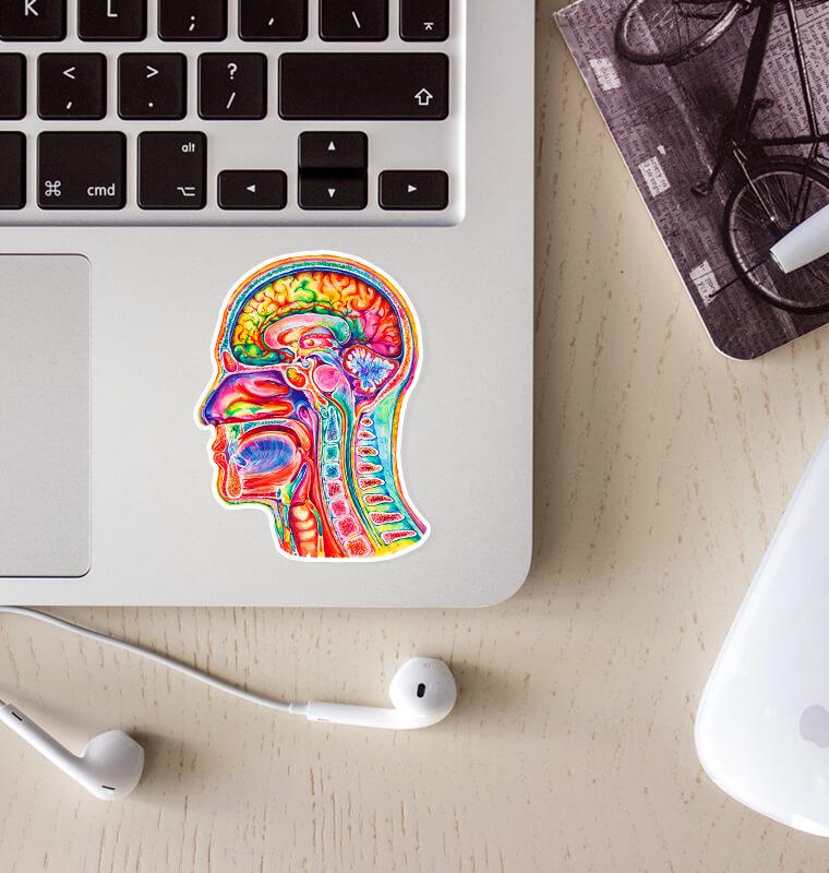 Brain anatomy sticker - Codex Anatomicus