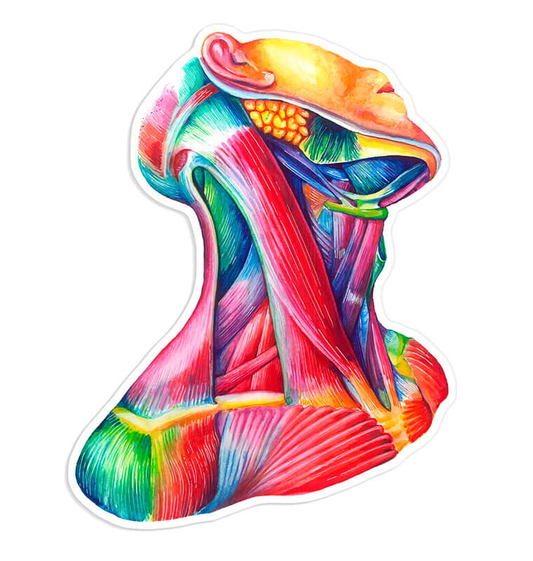 Neck anatomy sticker - Codex Anatomicus
