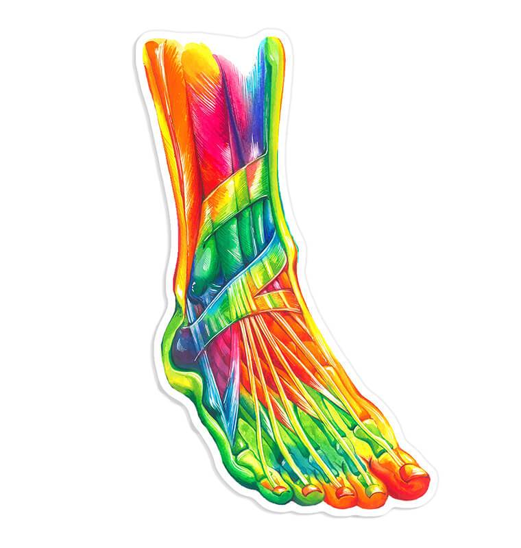 Foot anatomy sticker - Codex Anatomicus
