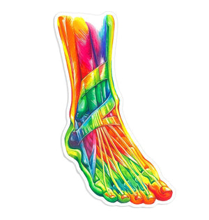 Fuß Anatomie Aufkleber II - Aquarell