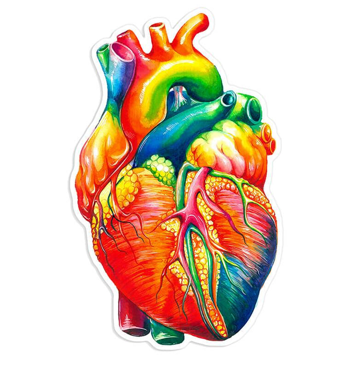 Heart anatomy sticker