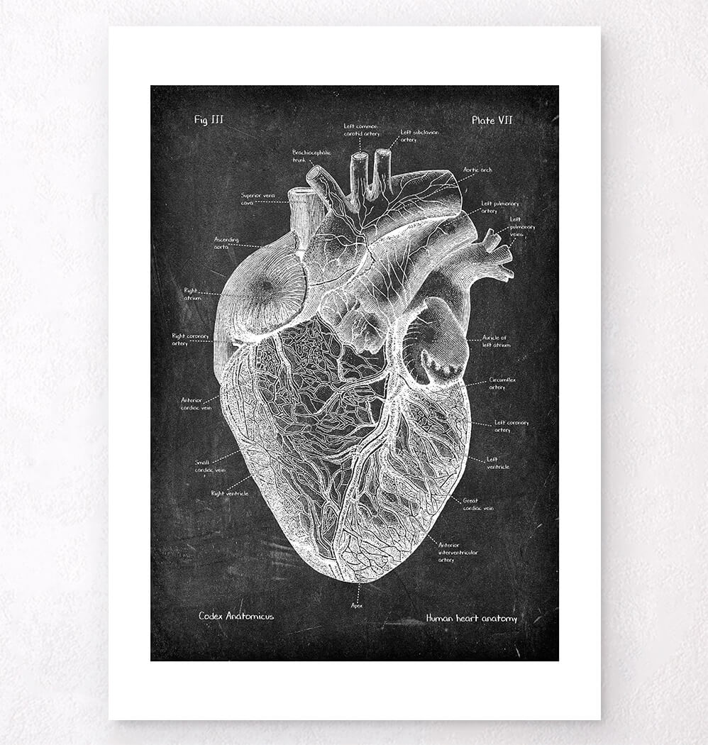 Anatomical heart drawing on chalkboard texture - Codex Anatomicus