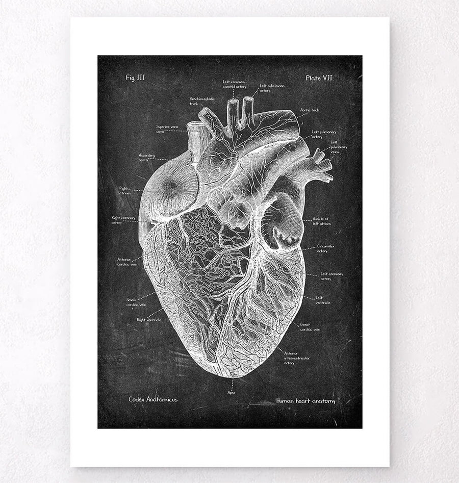 Heart anatomy I - Chalkboard