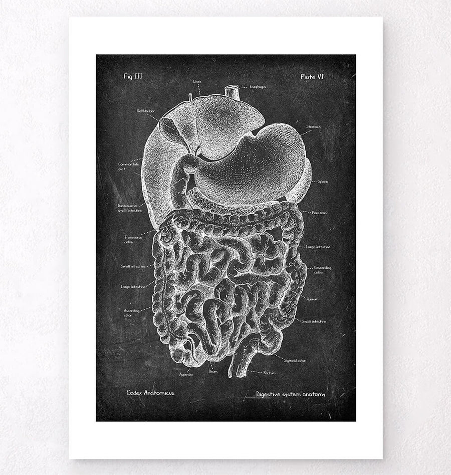 Digestive system anatomy art - Chalkboard