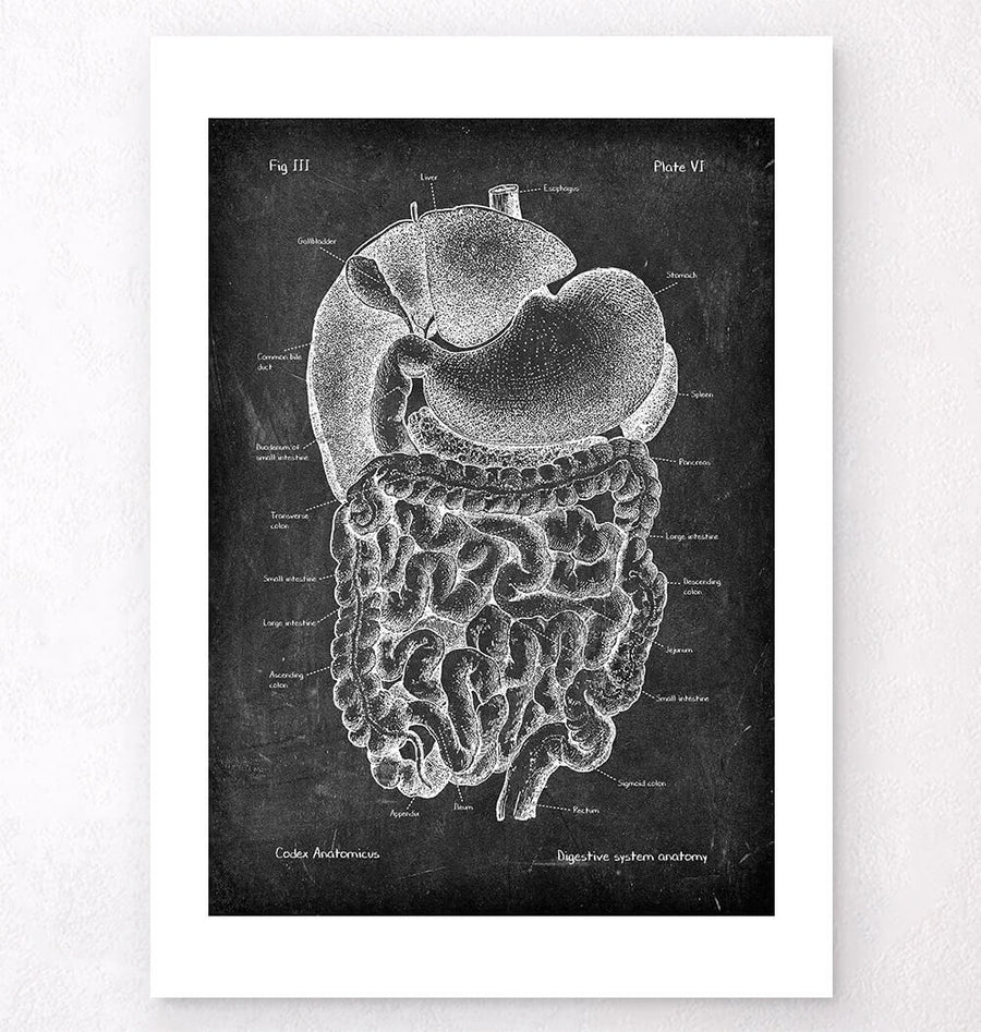 Digestive system anatomy art print - Codex Anatomicus