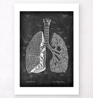 Lunge Anatomie - Chalkboard