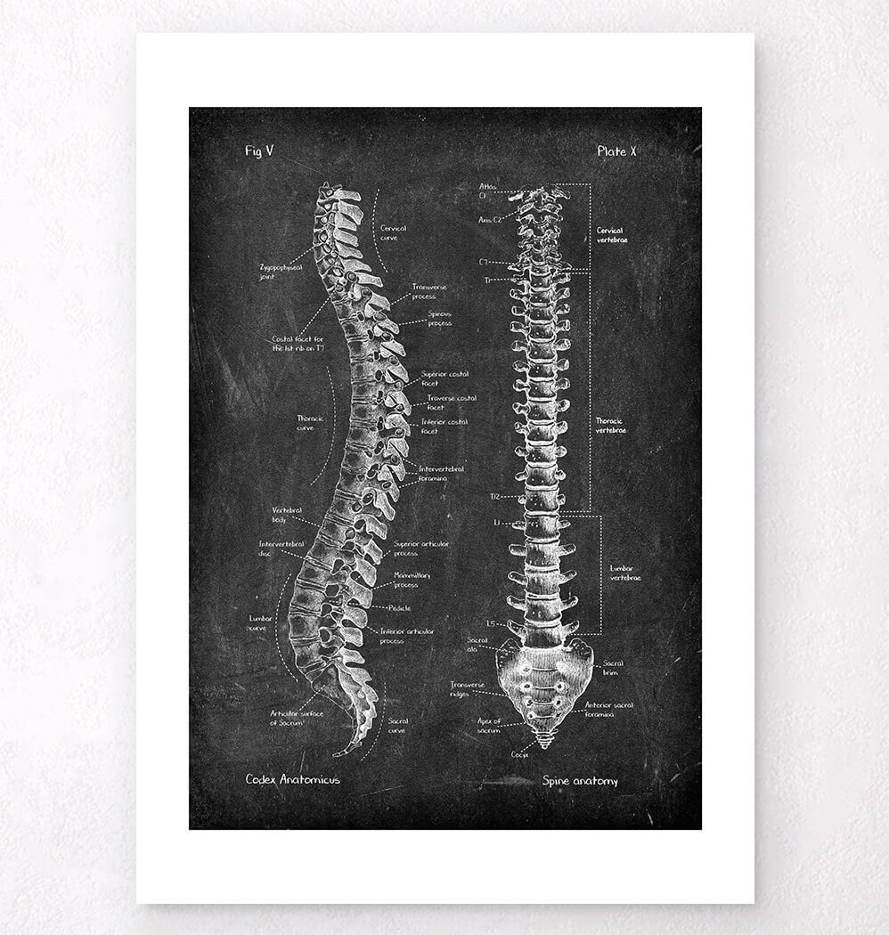 Spine anatomy - Chalkboard Style - Codex Anatomicus