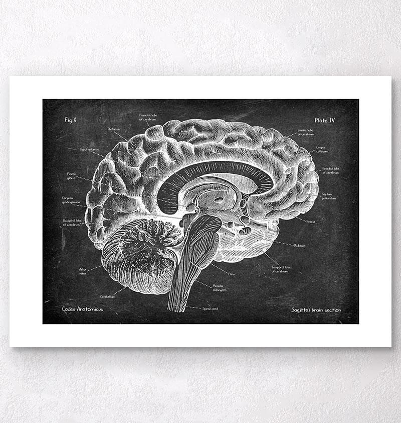 Sagittal brain anatomy - Chalkboard
