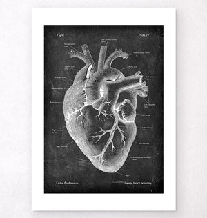 Anatomie cardiaque II - Chalkboard