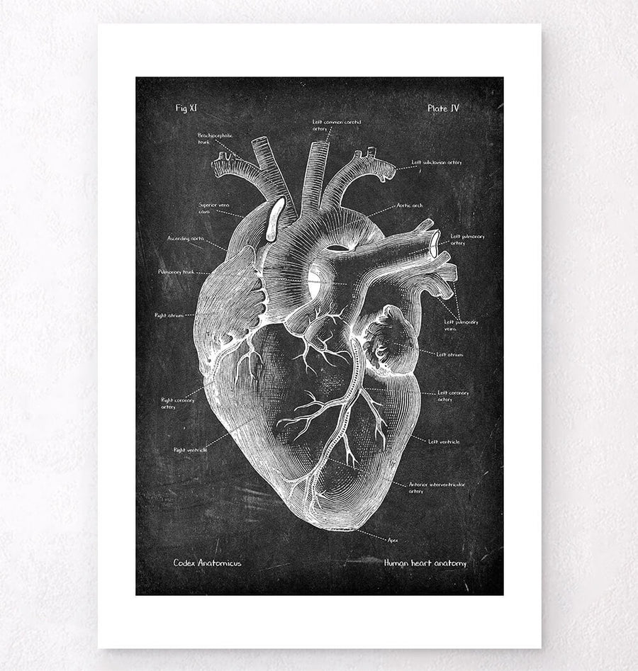 Herz Anatomie II - Chalkboard