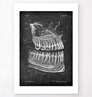 Teeth and jaws anatomy - Chalkboard