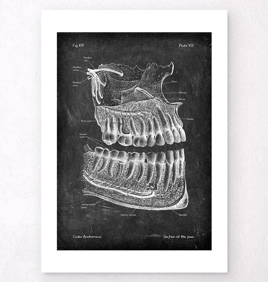 Anatomie der Zähne und Kiefer - Chalkboard