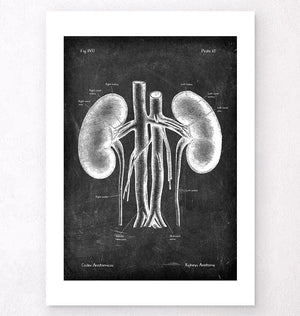 Kidneys anatomy art - Chalkboard