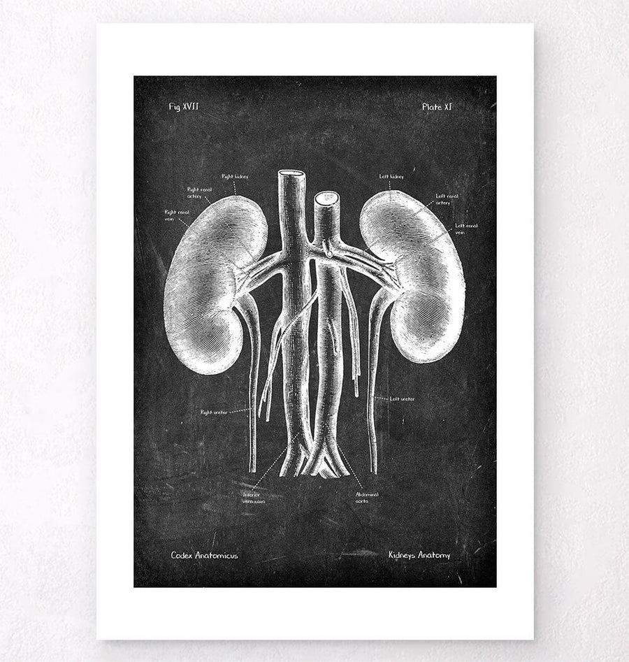 Kidneys anatomy art - Chalkboard