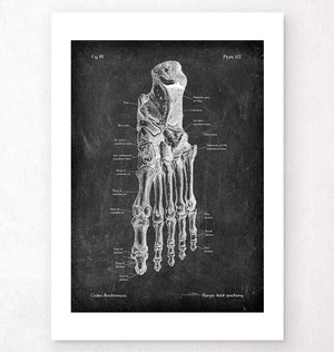 Foot anatomy - Chalkboard