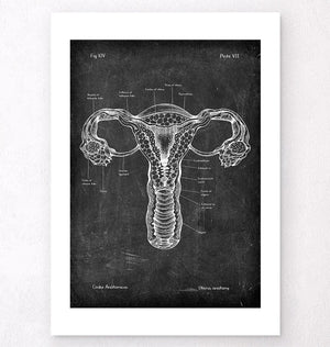 Uterus Anatomie - Chalkboard