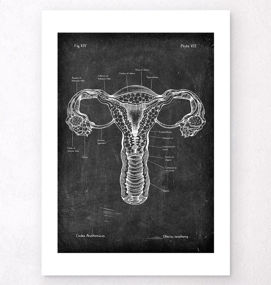 Uterus anatomy - Chalkboard
