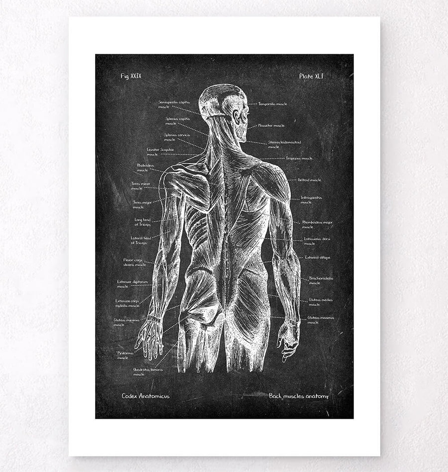Rücken Anatomie - Chalkboard
