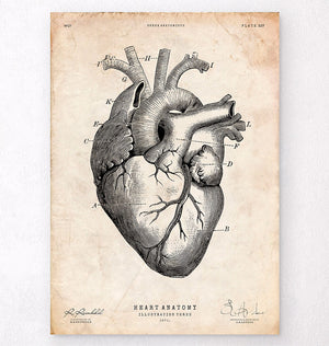 Heart anatomy print V