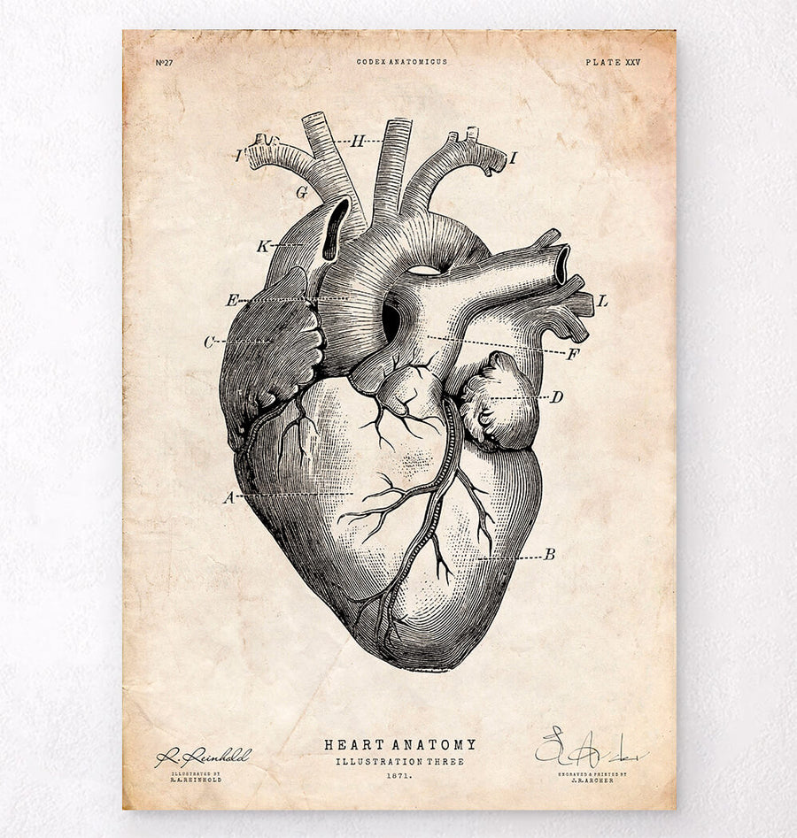 Heart anatomy print V - Anatomy Art - Codex Anatomicus