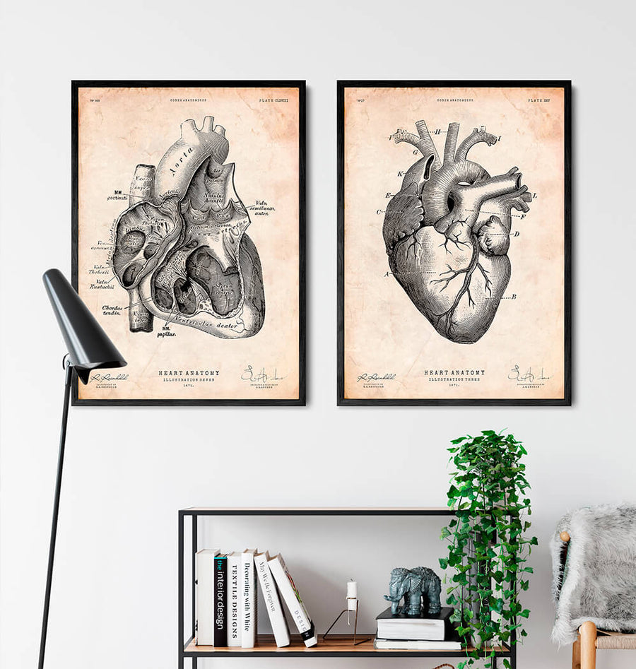 Heart section art print I