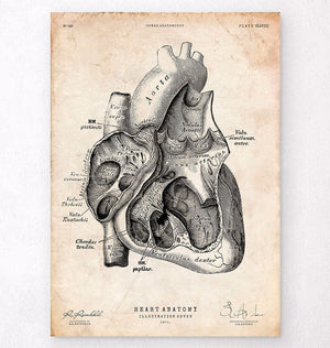 Heart section art print I
