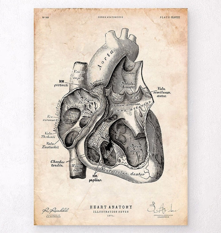 Antique medical book - Anatomy Art - Codex Anatomicus
