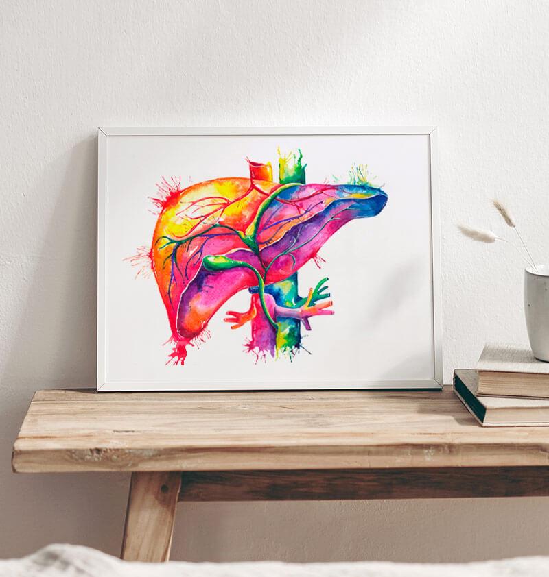 Watercolor liver anatomy art print