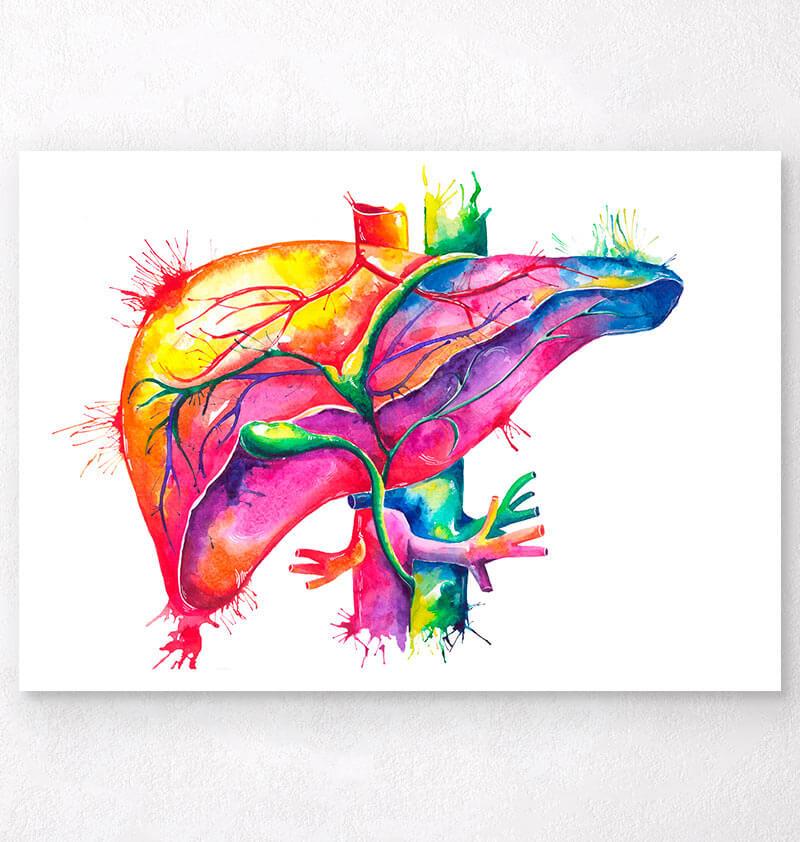 Abstract Liver Watercolor liver anatomy art print – Codex Anatomicus