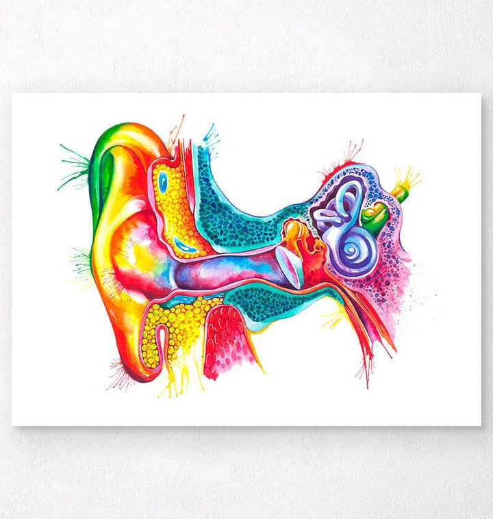Ear anatomy poster