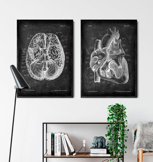 Anatomical heart and brain art