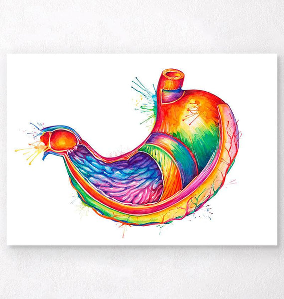 Stomach anatomy art print - Codex Anatomicus