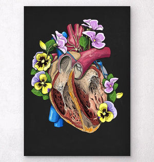 Heart dissection anatomy